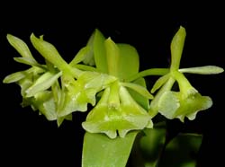 epidendrum_diffusum_ws_cd