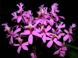 epidendrum_elongatum_cd