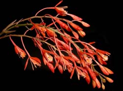 epidendrum_embreei_ws_cd