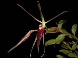 epidendrum_escobarianum_cd