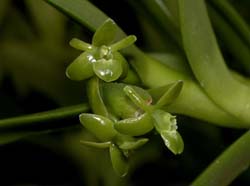 epidendrum_latilabre_ws_cd