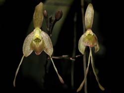 epidendrum_longipetalum_cd