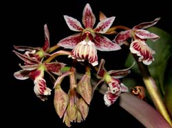 epidendrum_marmoratum_cd