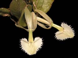 epidendrum_moronense_cd