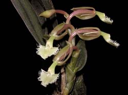 epidendrum_moronense_ws_cd