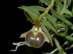 epidendrum_nanum_ws_cd