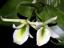 epidendrum_rhizomaniacum_cd