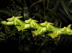 epidendrum_rigidum_cd