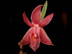 epidendrum_sophronitoides2_cd