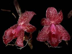 epidendrum_sophronitoides_cd