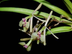 epidendrum_spec_ws_cd