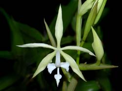 epidendrum_viviparum_ws_cd