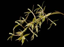 epidendrum_zosterofolium_cd