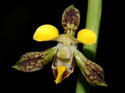 eulophia_streptopetala_ip_cd