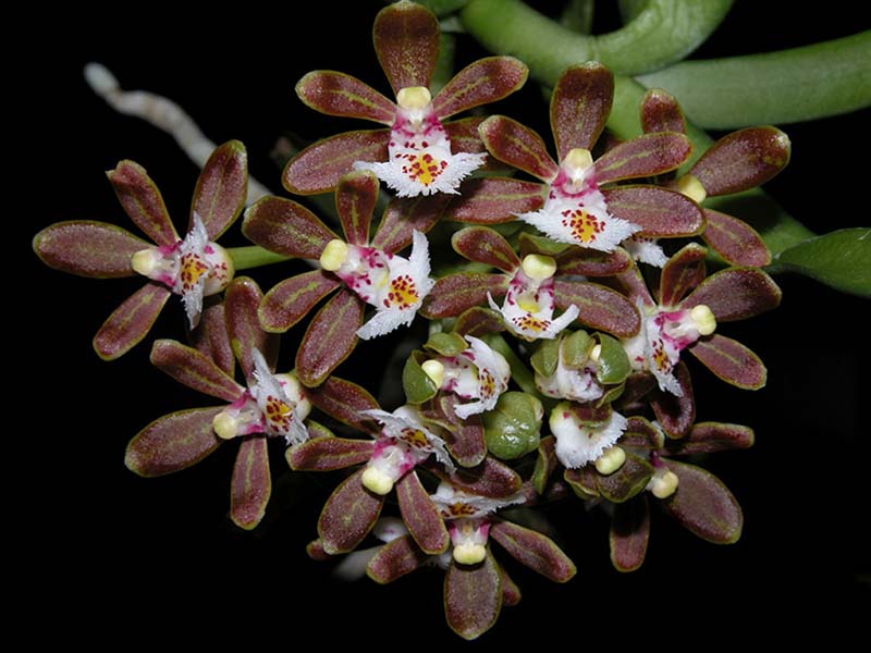 gastrochilus_acutifolius_cd