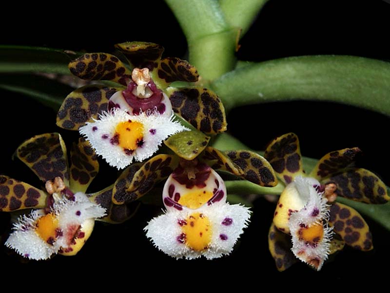 gastrochilus_bellinus_cd