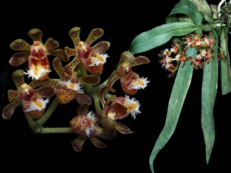 gastrochilus_calceolaris2_cd