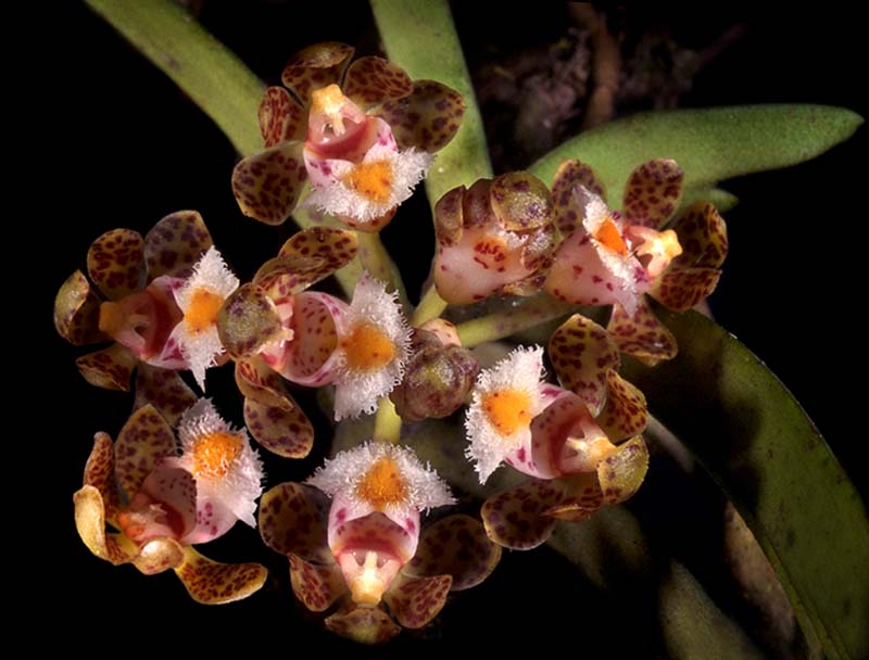 gastrochilus_calceolaris_cd