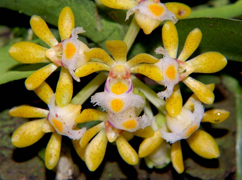 gastrochilus_dasypogon2