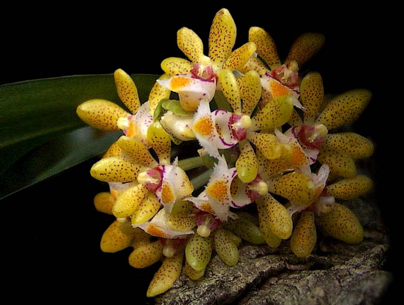 gastrochilus_dasypogon_cd