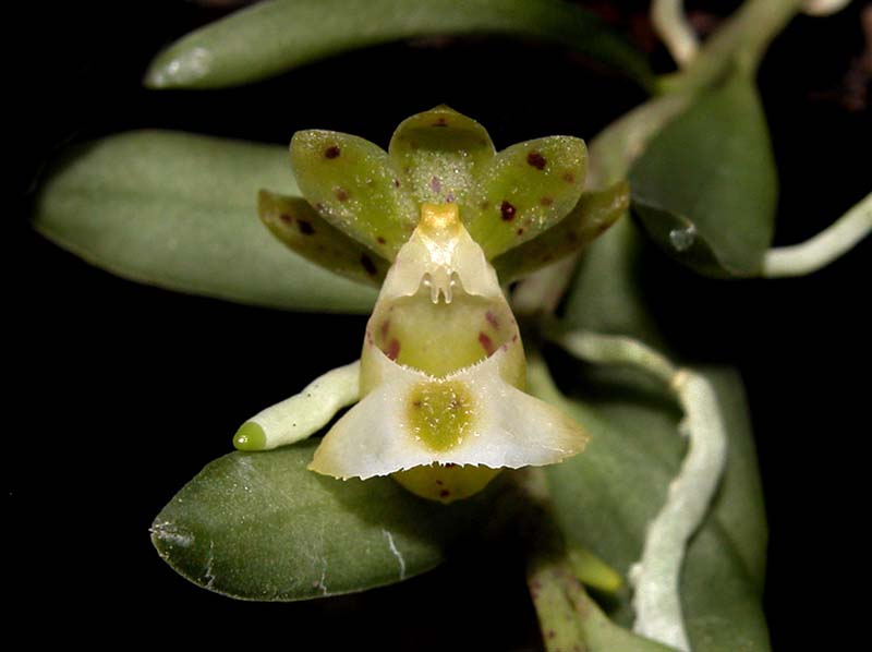 gastrochilus_distichus_ws_cd