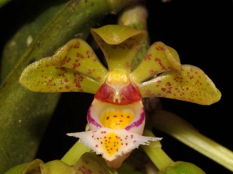 gastrochilus_hainanense_ws_cd