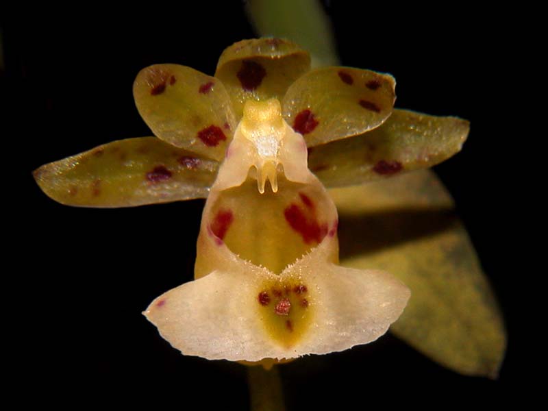 gastrochilus_japonicus_cd