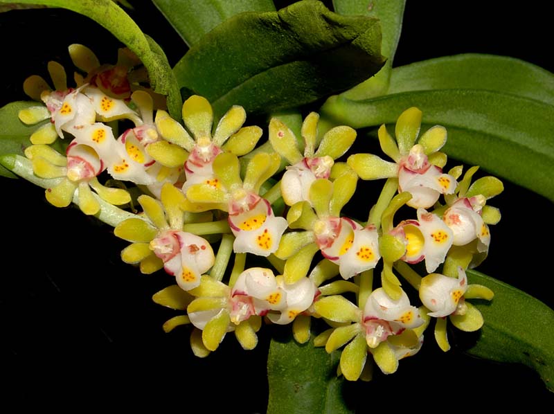 gastrochilus_japonicus_ws_cd