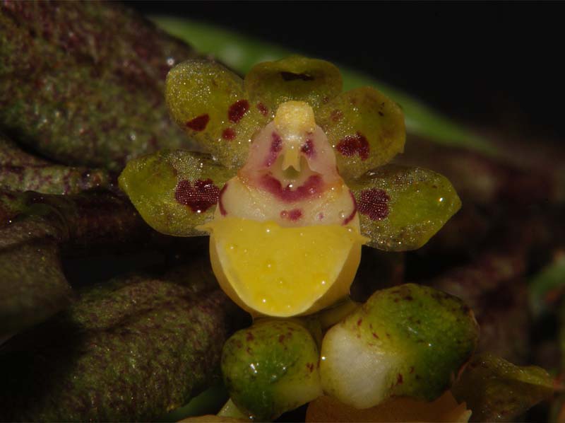 gastrochilus_pseudodistichus2_ws_cd