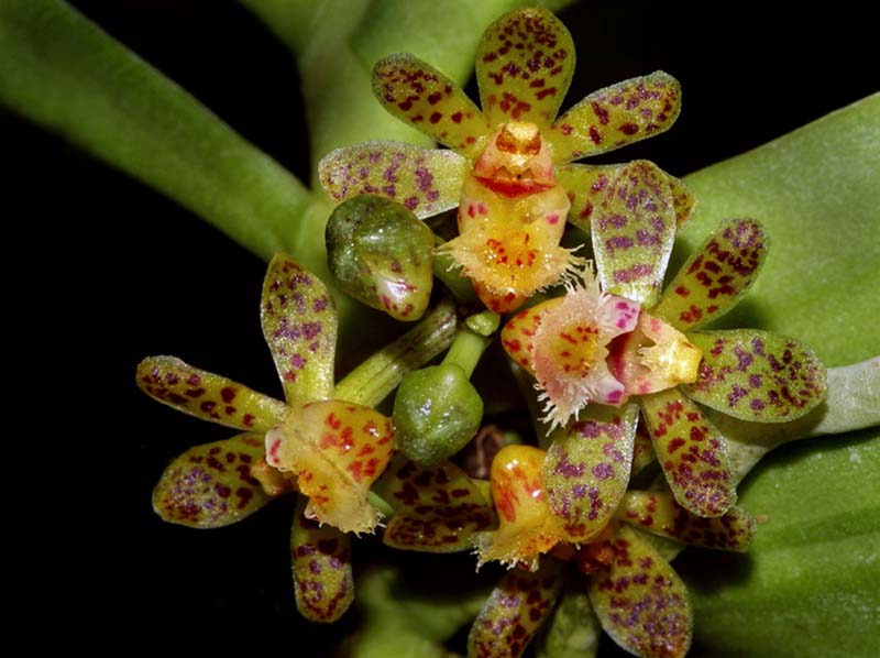 gastrochilus_sororius_cd