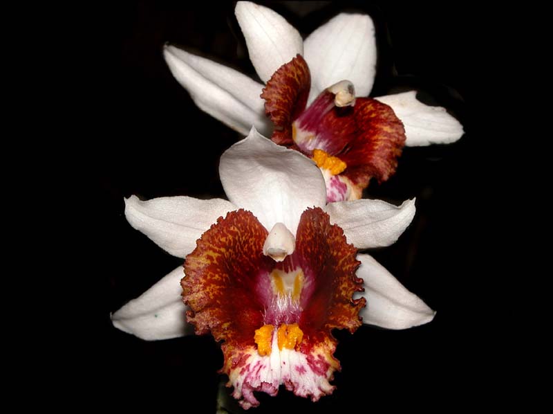 gastrorchis_tuberculosa_cd