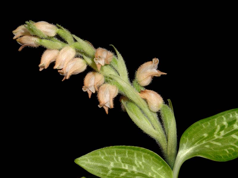 goodyera_foliosa_ws_cd