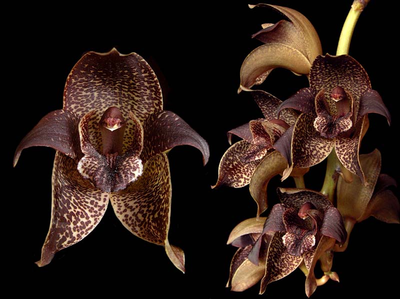 grammatophyllum_stapeliiflorum_ws_cd