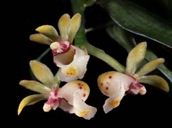 gastrochilus_somai_cd