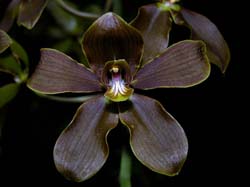 grammatophyllum_martae_cd