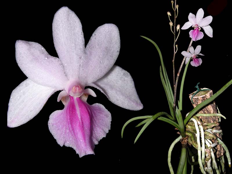 holcoglossum_amesianum_cd