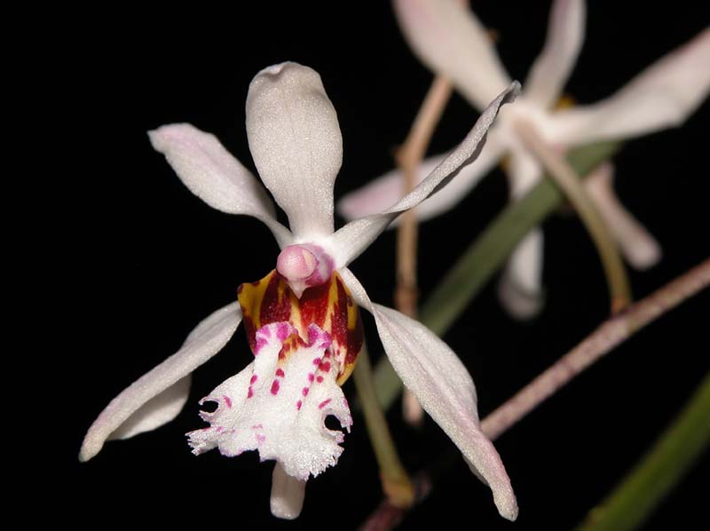 holcoglossum_wangii2_cd