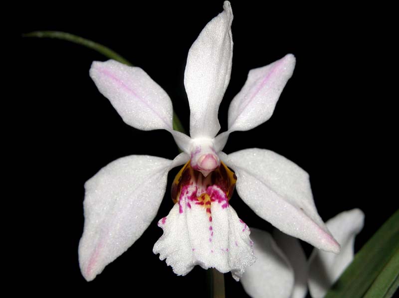 holcoglossum_wangii_cd