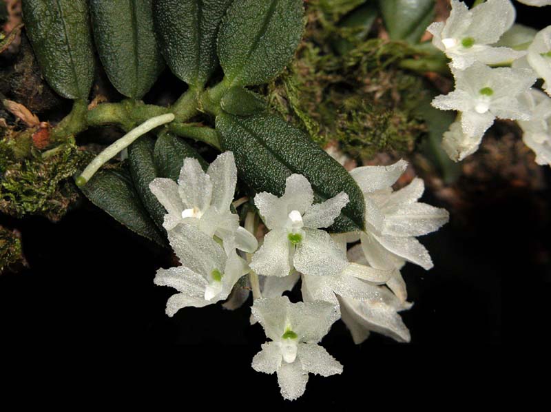 hymenorchis_javanica2_cd