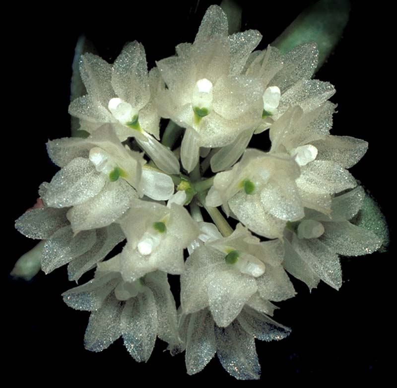 hymenorchis_javanica_cd