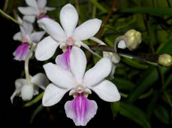 holcoglossum_amesianum_ws_cd