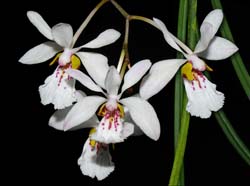 holcoglossum_wangii_ws_cd