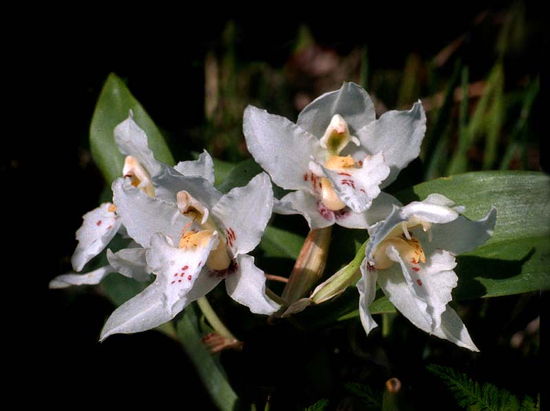 lemboglossum_galeottianum_cd