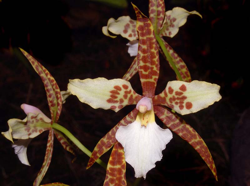 lemboglossum_humeanum_ws_cd