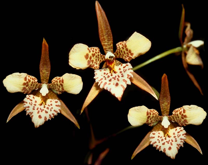 lemboglossum_maculatum2_cd