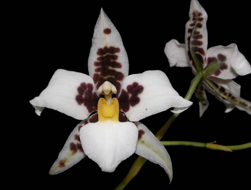 lemboglossum_madrensexrossii_cd