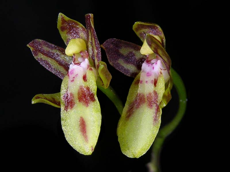 leochilus_labiatus_cd