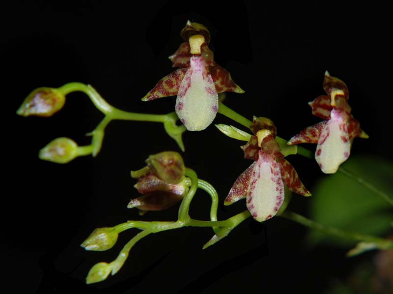 leochilus_labiatus_ws_cd