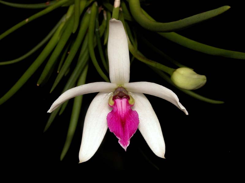 leptotes_bicolor2_cd