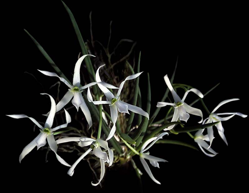 leptotes_bicoloralba_cd